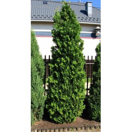 Туя Спиралис 